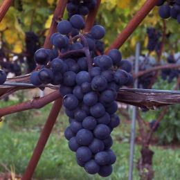 Vine, Grape 'Maréchal Foch'